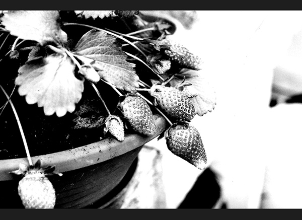 fragole.jpg