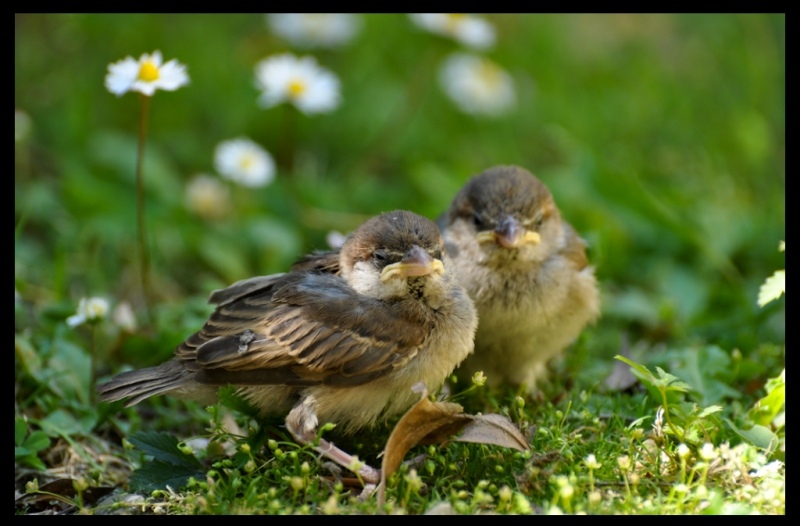fratellini-2.jpeg-1..jpg