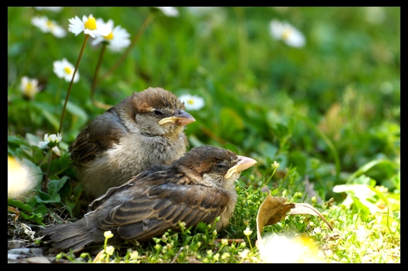fratellini-3..jpg