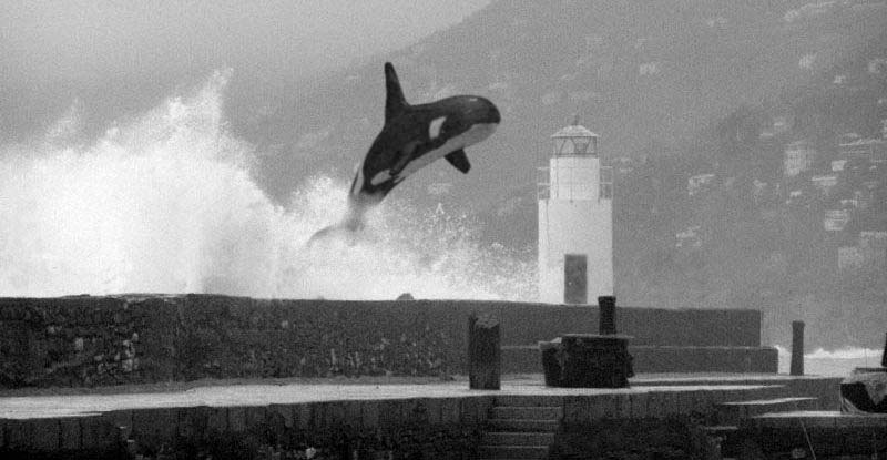 freewilly.jpg