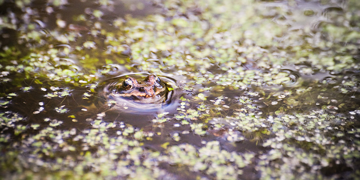 frog-little.jpg
