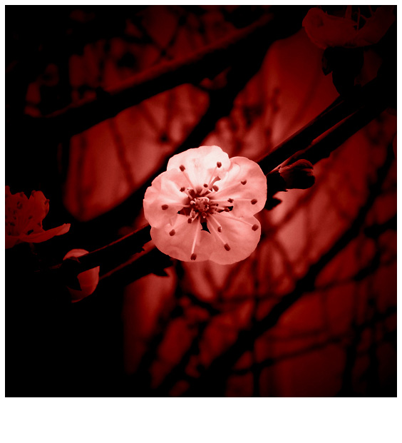 From-the-Red-Wood.jpg