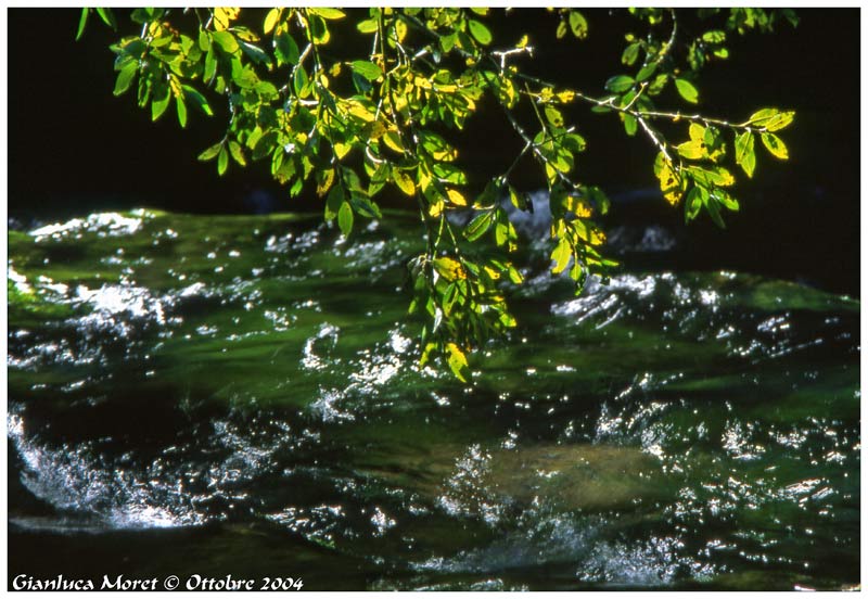 Fronda-Torrente-ch.jpg
