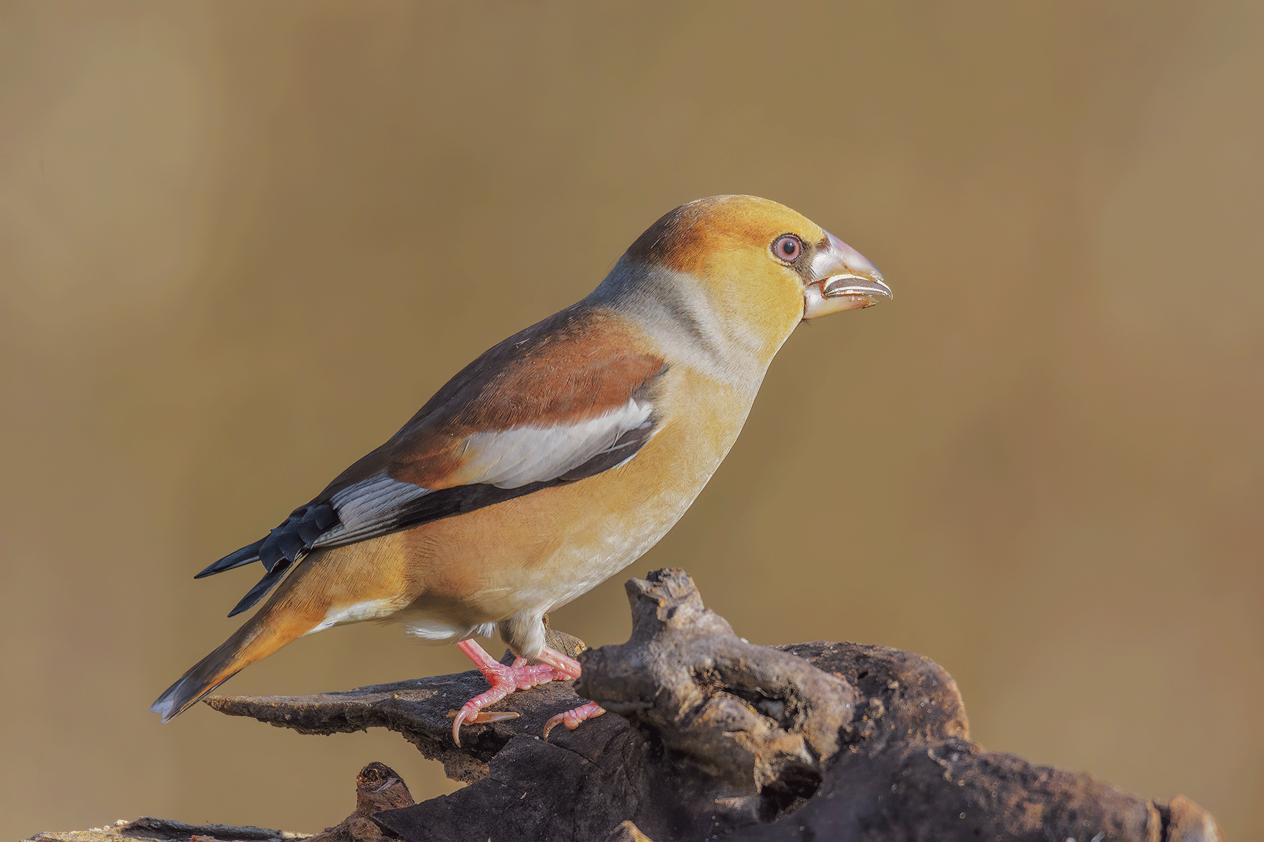 Frosone_DSC1824_rev.png
