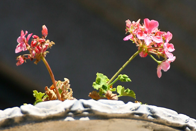 FSS_9179.jpg-crop-100-%.jpg