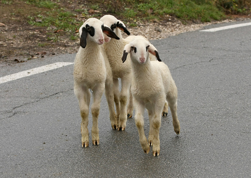 Fuga verso la libert 2 -.jpg