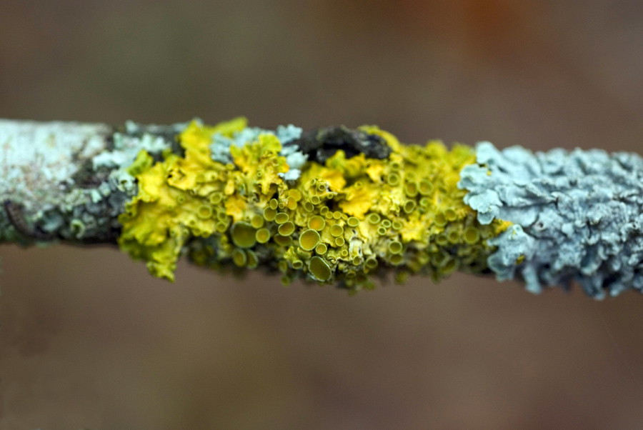 funghi-1.jpg