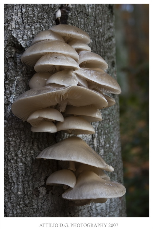 Funghi-2.jpg