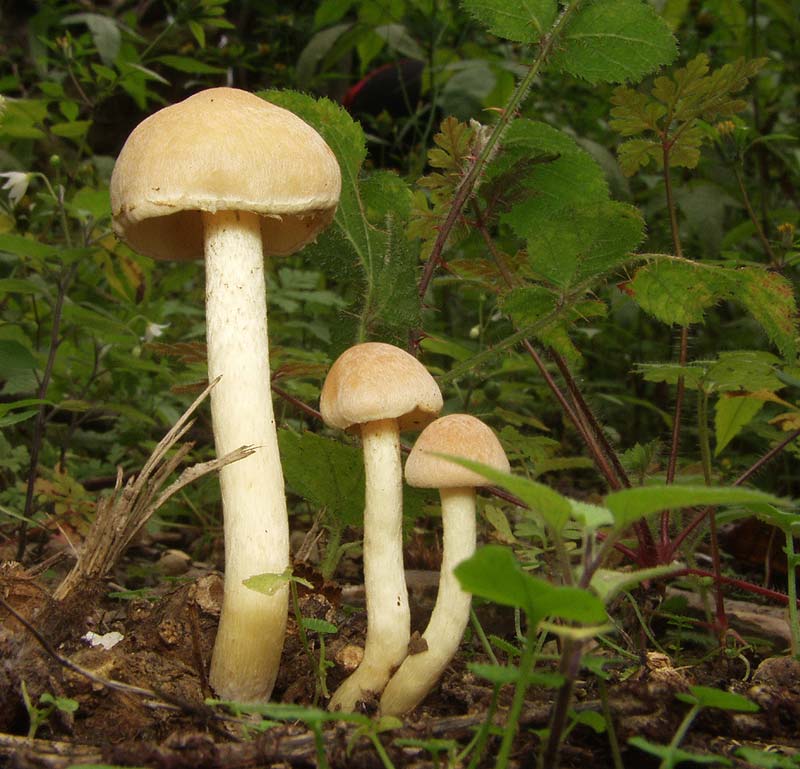 funghi2.jpg