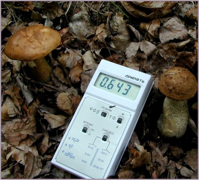 funghi.jpg