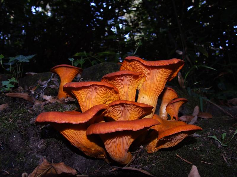 Funghi 1.JPG