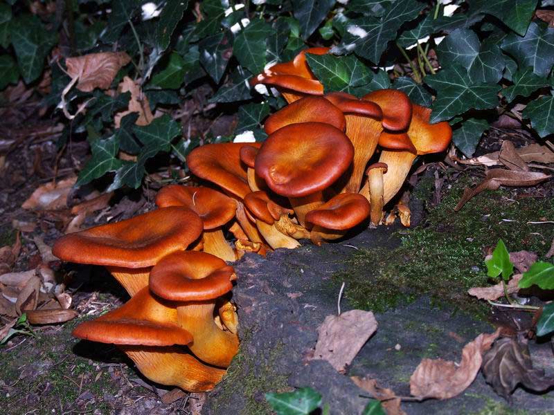 Funghi 2.jpg