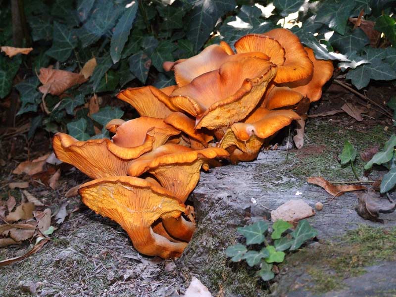 Funghi 2 dopo alcuni giorni..jpg