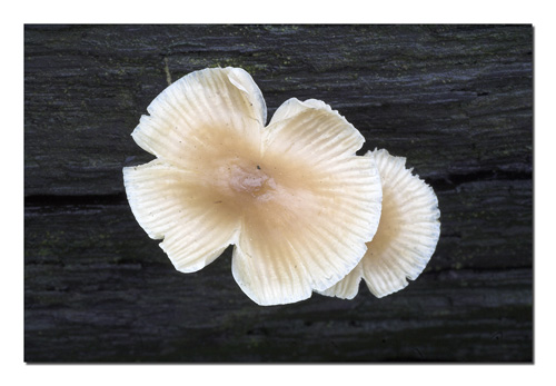funghi due.jpg