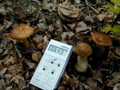 Funghi commestibili.JPG