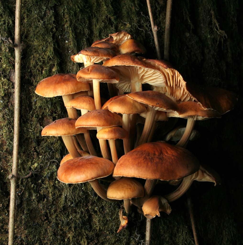 funghi originali.jpg