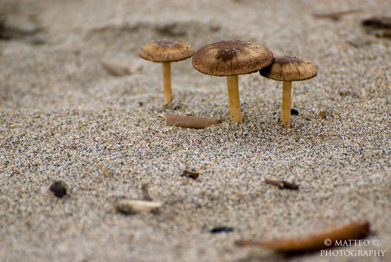 Funghi_spiaggia_orig.jpg