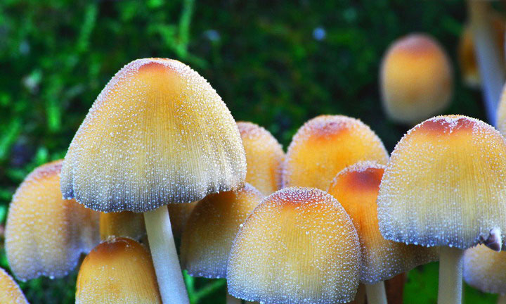 fungi3-2.jpg