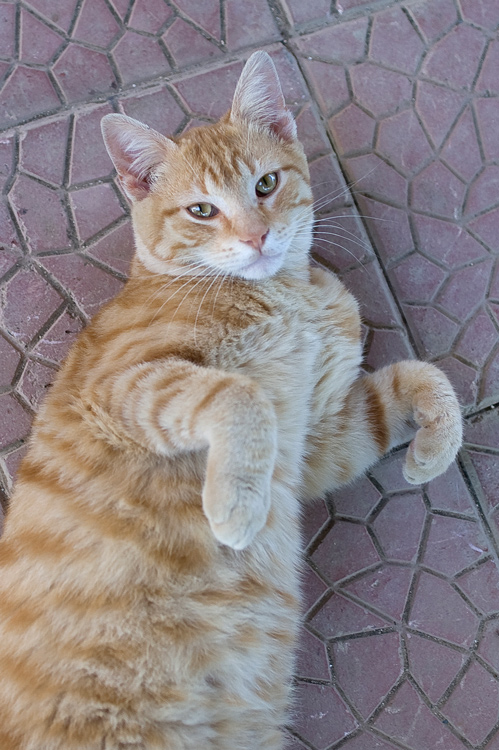 Fusa.jpg
