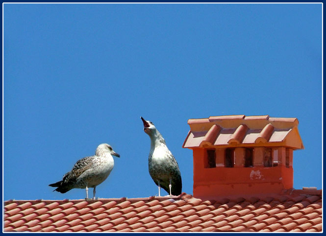 Gabbiani-Sul-Tetto.jpg