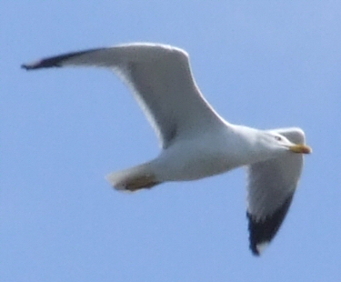 Gabbiano-Crop.jpg