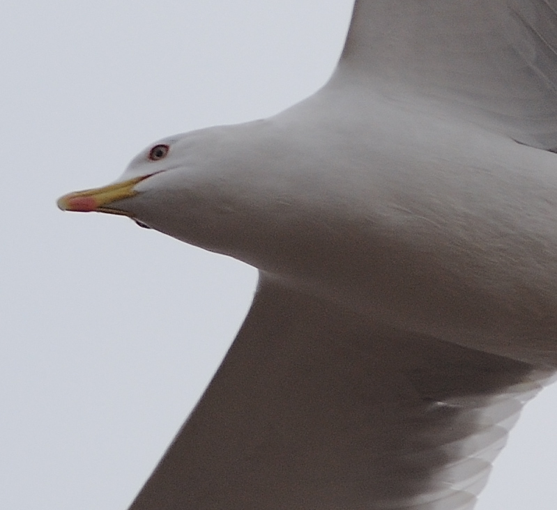 Gabbiano-full-size-crop-100%.jpg