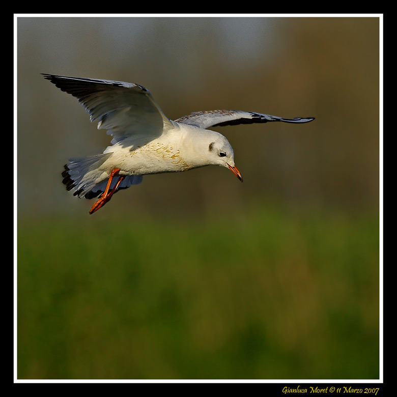 Gabbiano-volo-3-s.jpg