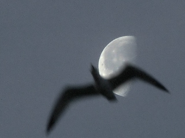 Gabbiano al chiaro di Luna.jpg