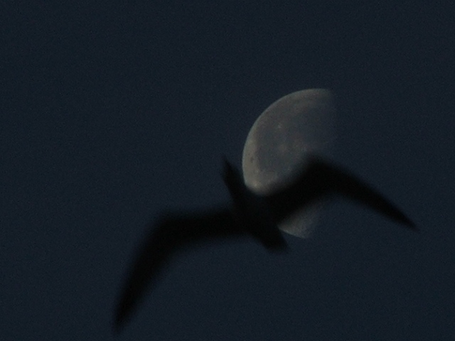 Gabbiano al chiaro di Luna non schiarita.jpg