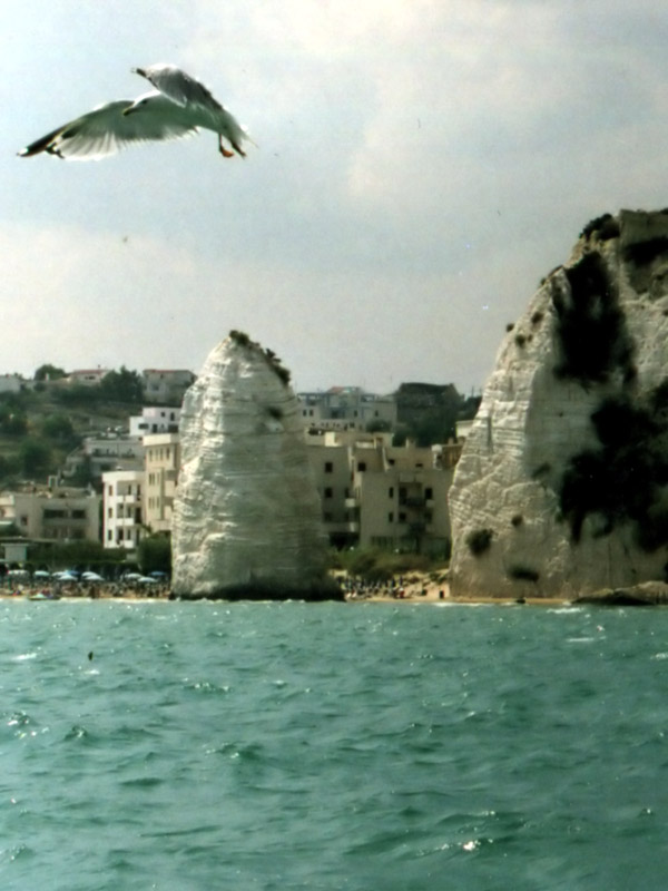 Gabbiano_Faraglione.jpg