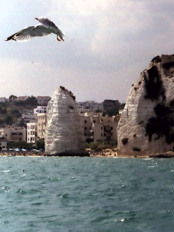 gabbiano_faraglione.jpg