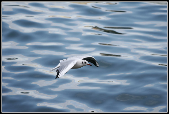 Gabbiano In Volo.jpg