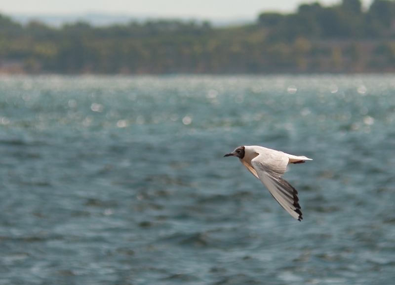 gabbiano in volo.jpg