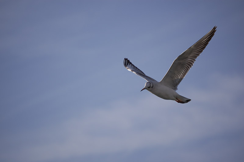 Gabbiano in volo.jpg