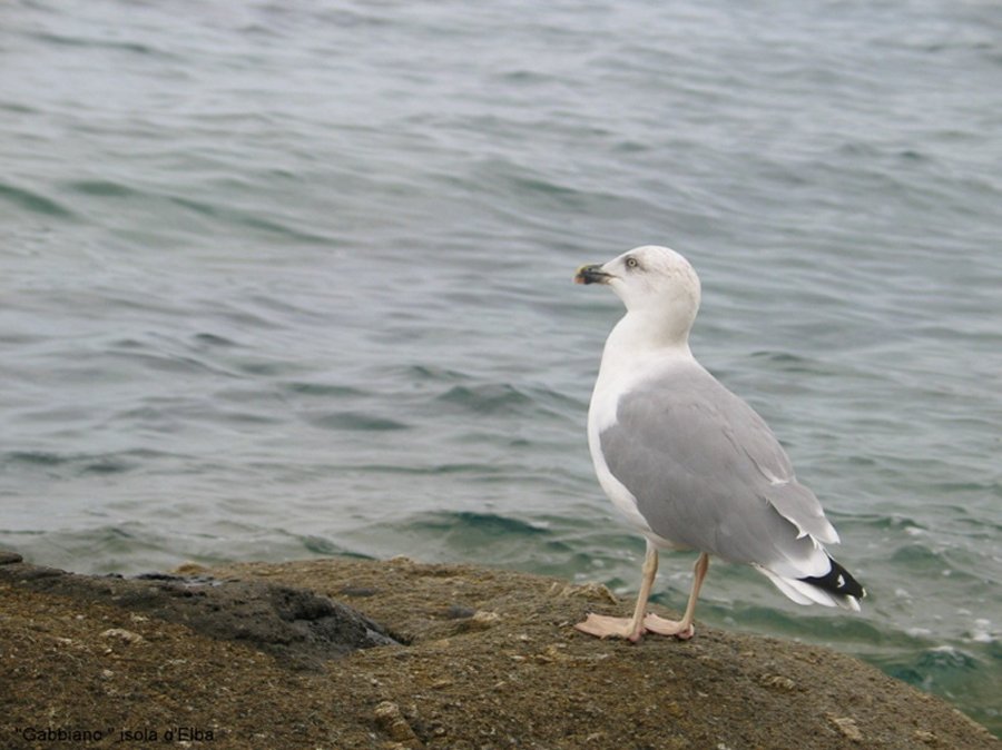 gabbiano isola d'Elba.JPG