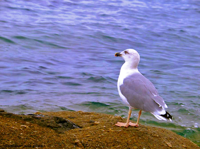 gabbiano_isola_d_elba.jpg