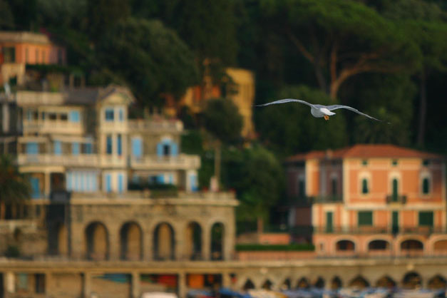 gabbiano_levanto_1.jpg