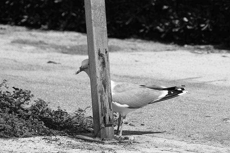 gabbiano_palo_01_BW_800.jpg