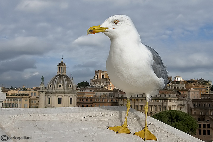 gabbiano reale70.jpg