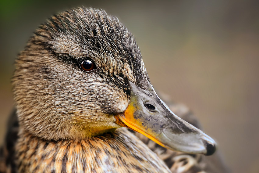 gallery_4f9fc74dbb8b7_DSC0168.jpg