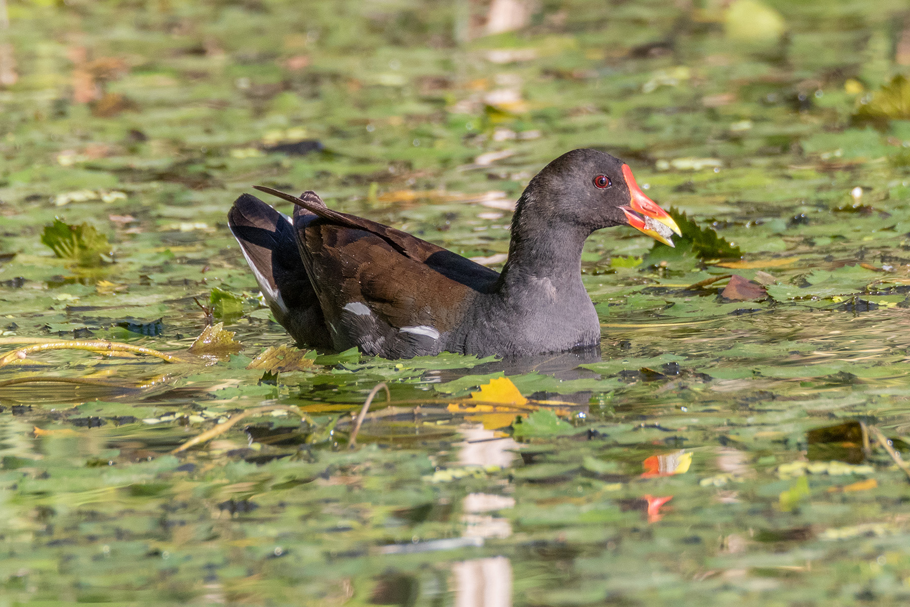 Gallinella.jpg
