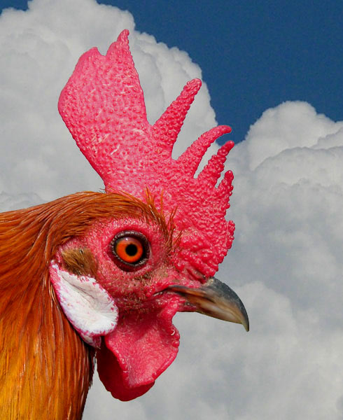 gallo-uno.jpg