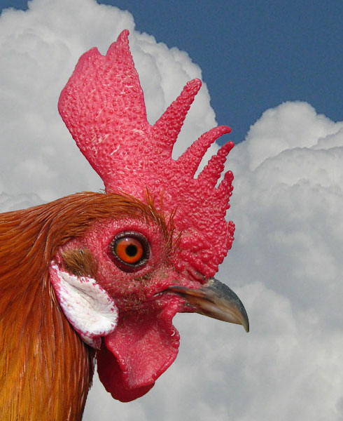 gallo3.jpg