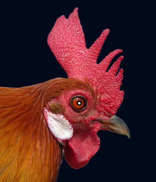 gallo5.jpg