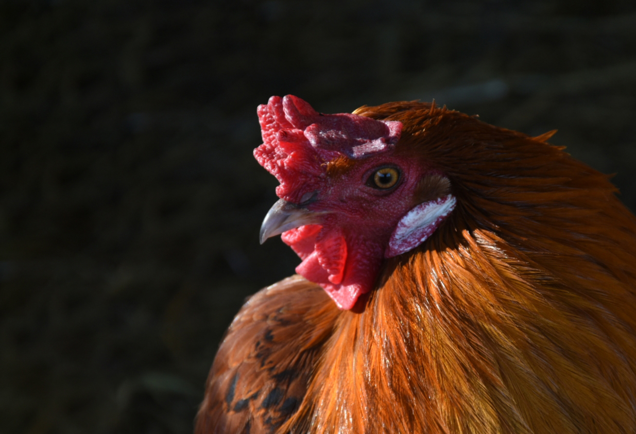 gallo.jpg