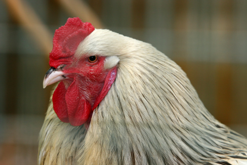 gallo.jpg