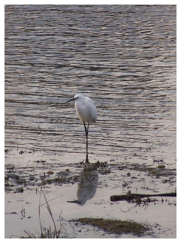 garzetta (Egretta garzetta).jpg