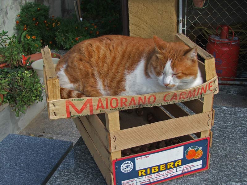 gatt1.jpg