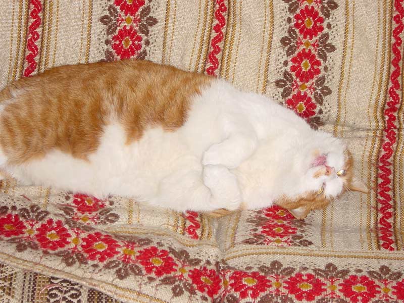 gatt4-no-fuji.jpg