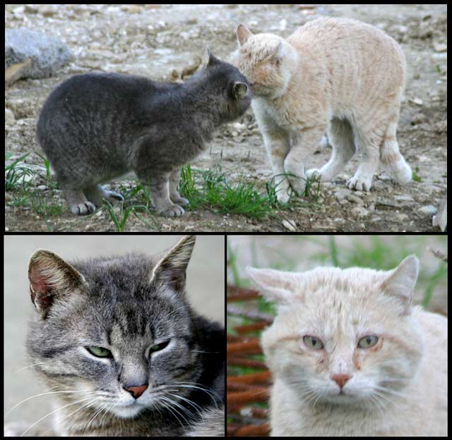 gatti.jpg